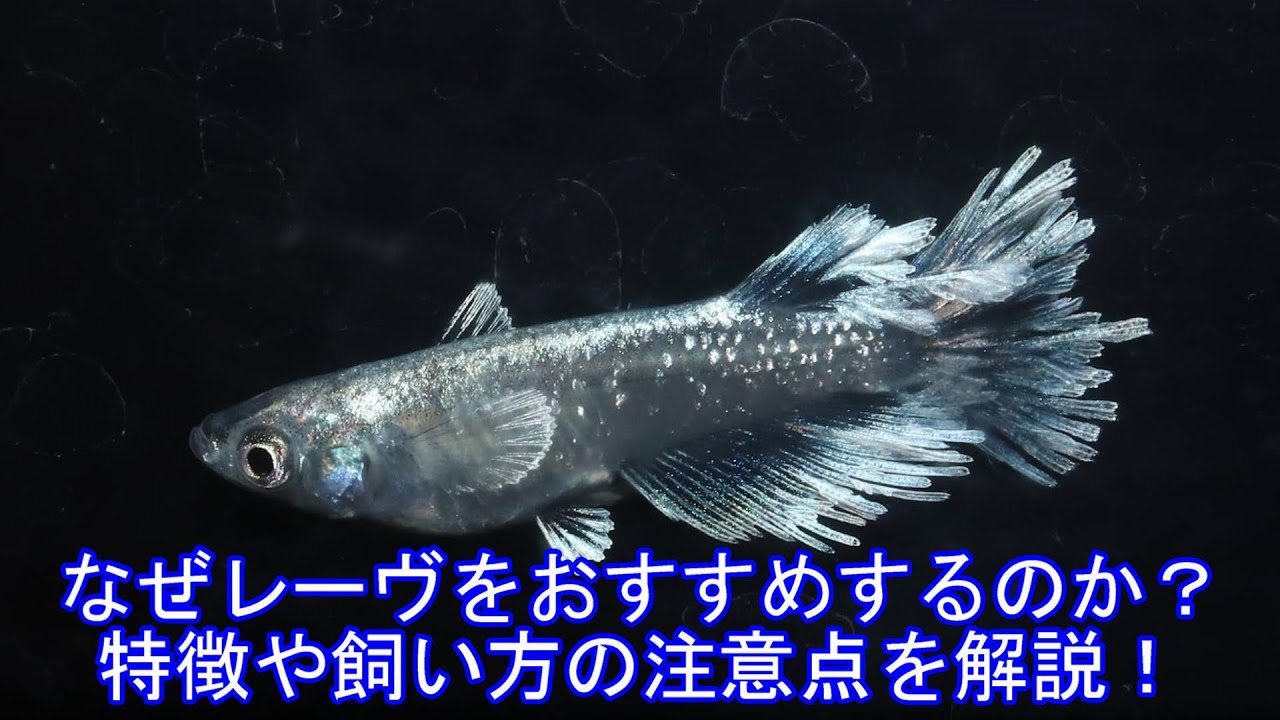 レーヴスワロー他 超おすすめのメダカのレーヴ！その特徴や飼い方の注意点など徹底解説