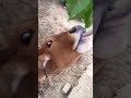 desi cow 👍 🐄🐮🐄🐮🐄