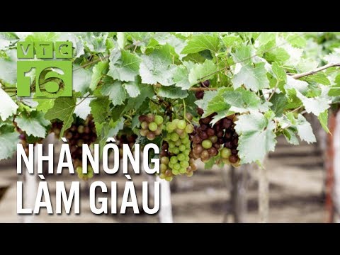 Video Nho hạ đen được trồng như thế nào tại miền Bắc? | VTC16 - youtube