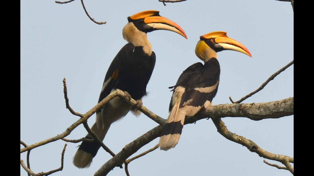 Birds of Kaziranga National Park, Assam India - YouTube