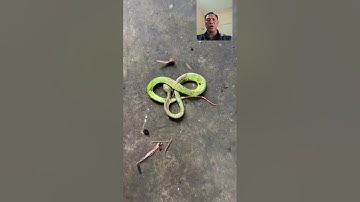 Cách sơ cứu khi bị rắn lục đuôi đỏ cắn!