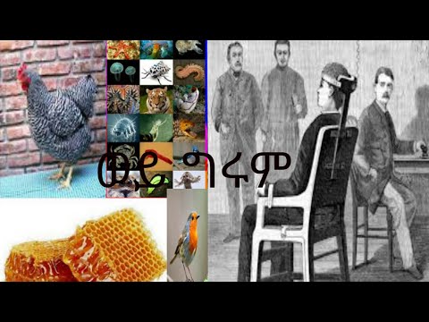 ቪዲዮ: 6ቱ ካሊማዎች ከየት መጡ?