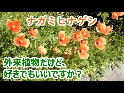 ナガミヒナゲシが好きで、肩身の狭い思いをしているすべての人へ捧ぐ【外来植物】