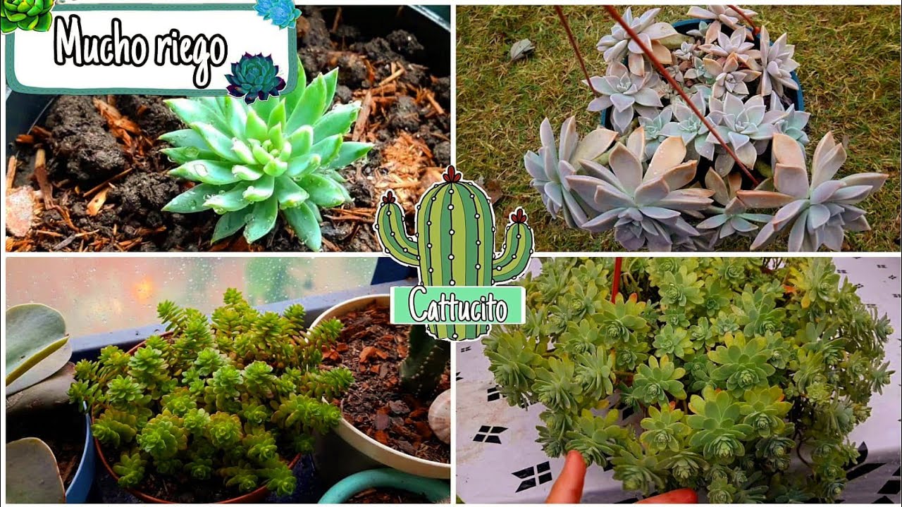 Estas SUCULENTAS aman el AGUA💧Mucha hidratación | Cattu!