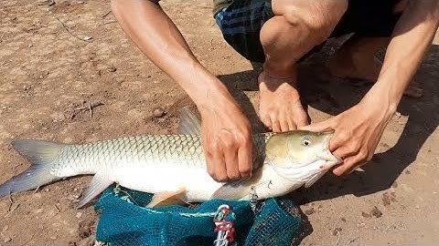 Đi Câu Cuối Tuần Gặp Cần Thủ Câu Lên Cá Trắm Khủng Đập Đắk Lắk  | Hành Trình Câu Cá Tập 22