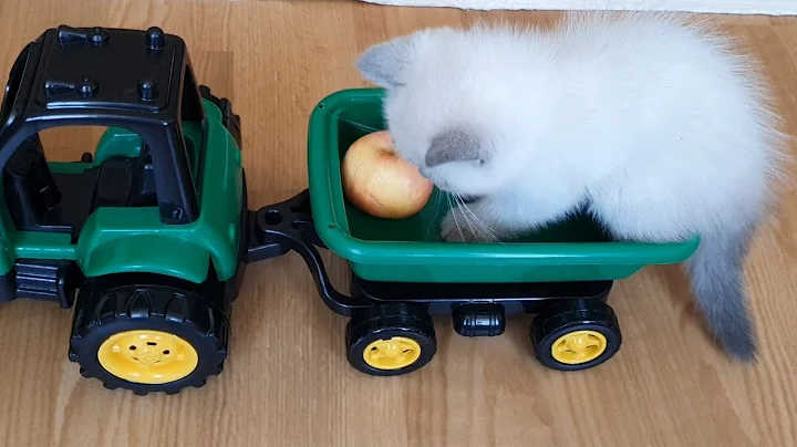 Video 2330981: little scottish fold, scottish fold blue, sweet little cat, little cat playing, cute little cat