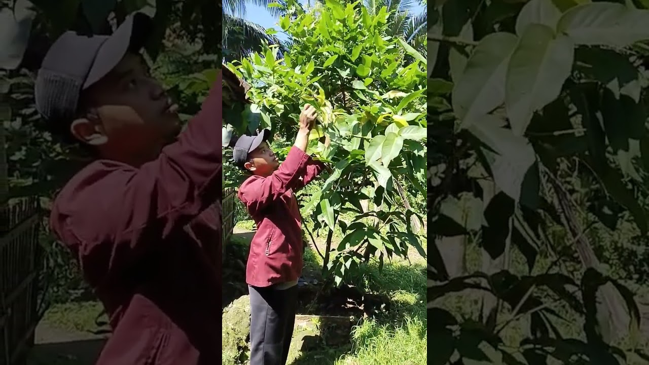 Cara agar jambu air cepat berbuah jambu citra jambu madu 