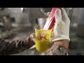 Innofarms' Small Scale Aseptic Processing Plant