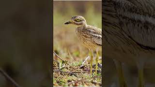 Watch different types of rare birds in Sidi Rbat 🐦✨ Don’t miss the opportunity 🌊🔥 Book #music