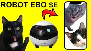 Cuerpo Prestigio Estoy orgulloso Reacción de gatos Luna y Estrella al robot EBO SE en la casa de las gatitas  / Videos de gatitos - YouTube