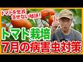 家庭菜園や農園のトマト栽培で7月の病害虫対策！株を全滅させない秘訣とトマトの育て方！【農家直伝】