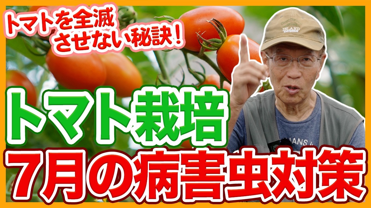 家庭菜園や農園のトマト栽培で7月の病害虫対策！株を全滅させない秘訣とトマトの育て方！【農家直伝】