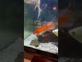 Goldfish Mating In A Chinese Restaurant 