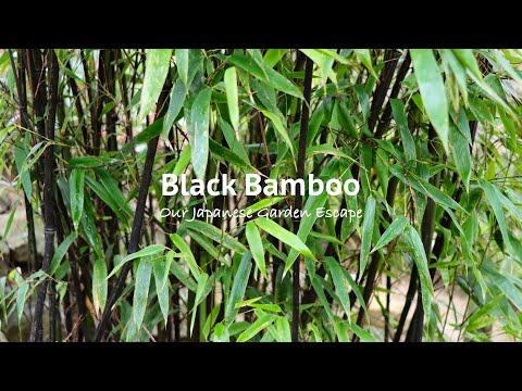 تصویری: گیاهان بامبو سیاه - نحوه مراقبت از بامبو سیاه در باغ