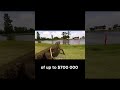Giant Alligator Causes $700k Loss at Pro Golf
