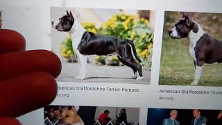 The Difference Between Akc, Ukc, & Adba Standards Plus The New Strain Of Dogs