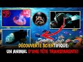 Dcouverte scientifique un animal dune tte transparente