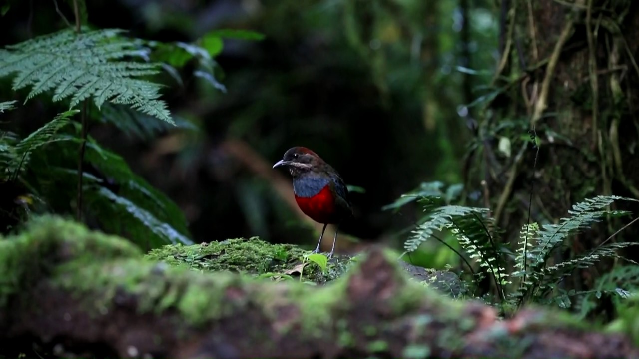 Whiskered Pitta 