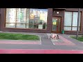 Хрюша на прогулке | Piggy on a walk