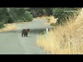 Uptick in bear sightings prompt alert at San Bernardino campground