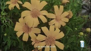 CALID - 𝐻𝖚𝖘𝖎𝖐 𝖍𝖆𝖚 ft. DracoSAVAGE (official M.V)