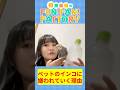 ペットのインコと戯れる【#さがらFFF 切り抜き】 #shorts　 #オカメインコ #インコ　 #相良茉優　 #声優