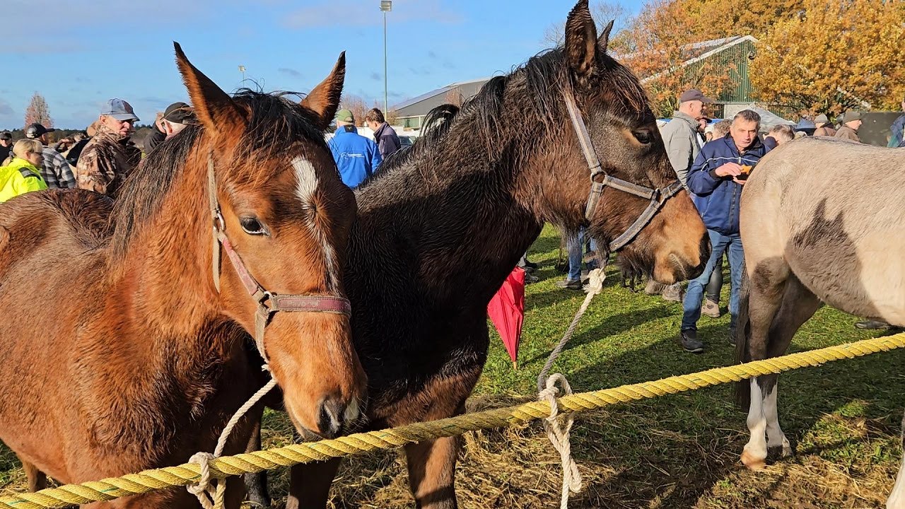 PAARDENMARKT LOTTUM 2025  Part 2