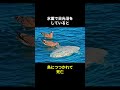 地球最弱の生物マンボウの秘密🤫暴露します🔥