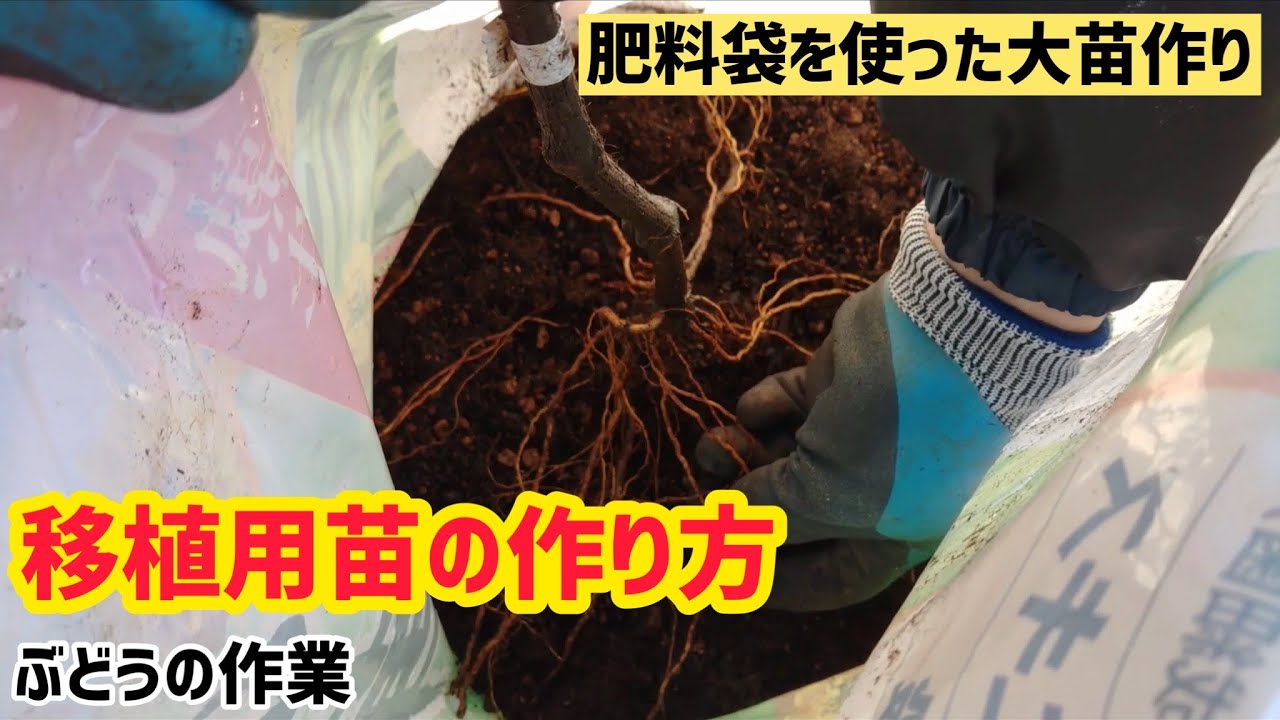 「ぶどうの作業」ぶどうの苗を肥料袋で育ててみよう！
