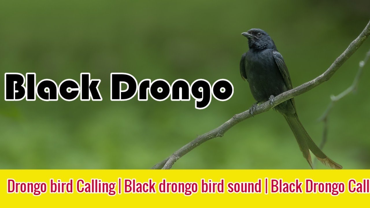 Drongo bird Calling |  Black drongo bird sound | Black Drongo Call