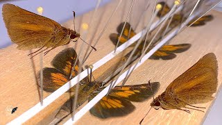 HELPFUL TIPS FOR MOUNTING SKIPPER BUTTERFLY SPECIMENS   HESPERIIDAE  STOP DESTROYING SPECIMENS NOW!