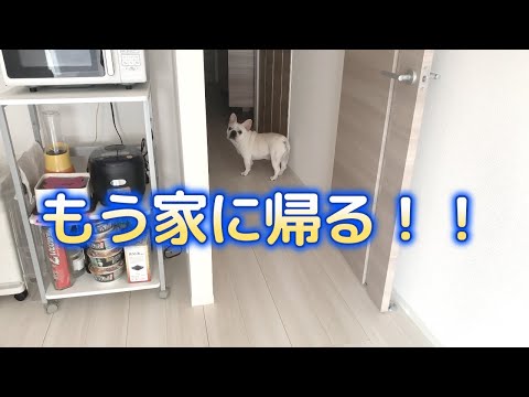 家に帰ろうとするぽーちゃんを撮影してみた!【フレンチブルドッグ frenchbulldog】