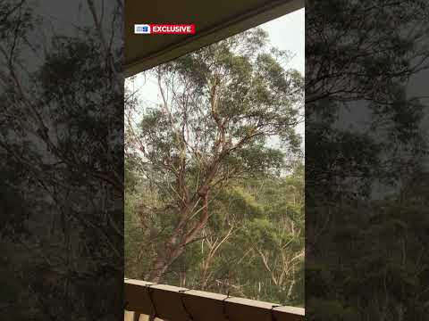 Lightning strikes tree in front of family as they calculate storm distance