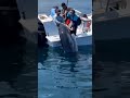 【衝撃】隣の船がスポーツカーでも引っ張ってんの!?ww海のバケモノに引きずり回されるカオスな瞬間 🎣😱