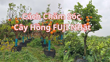 Cách Trồng Và Chăm Sóc Cây Hồng Giòn FUJI NHật | Nhà Vườn Vũ Tiến