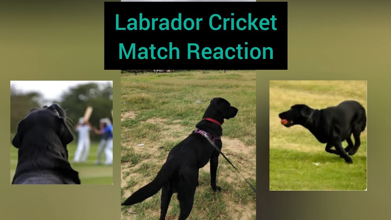 LABRADOR Cricket Match Reaction #shortvideo #leo #vlog #youtube # ...