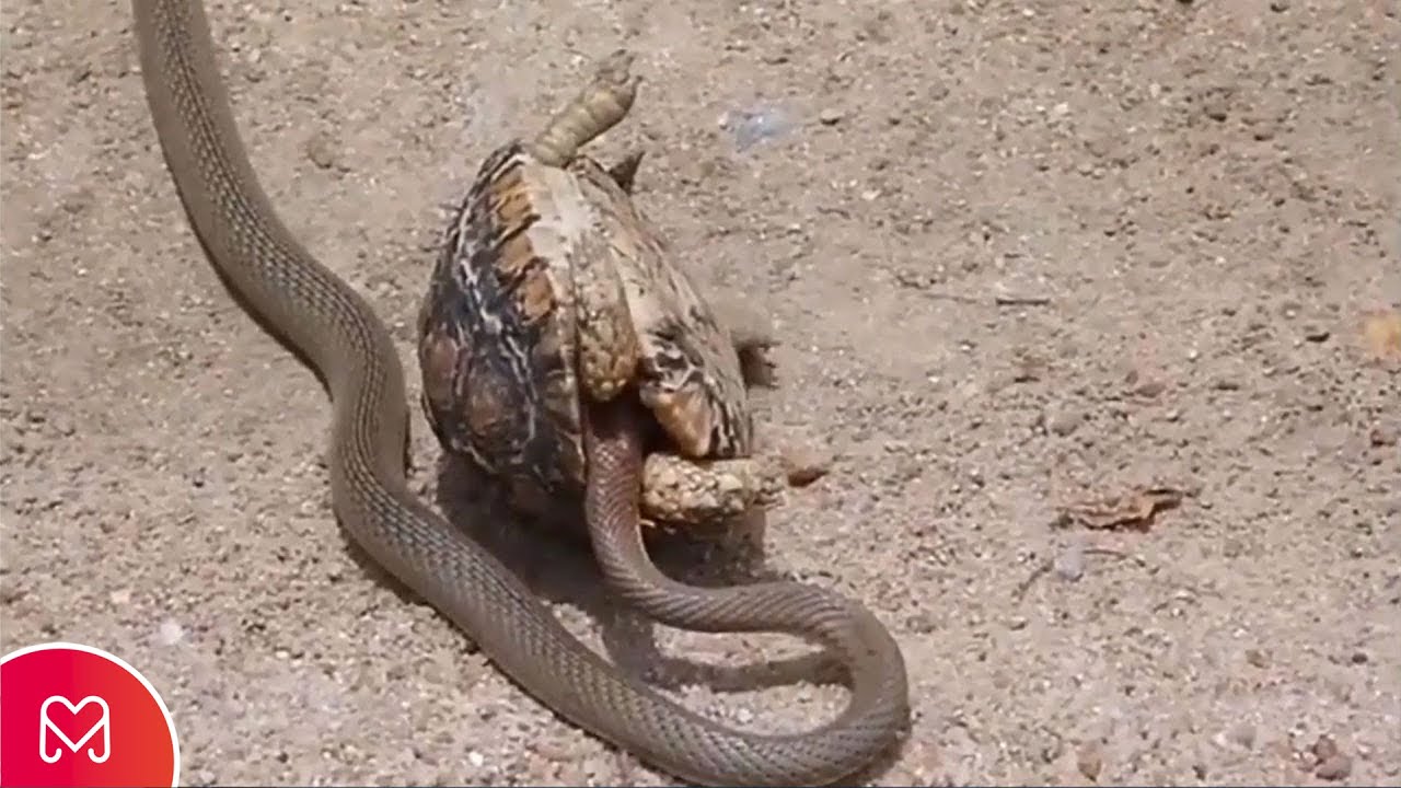 INCREDIBLE SNAKE ATTACKS TURTLE AND GETS SICK - YouTube