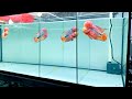 Beautiful flowerhorn fish show  amazing kamfa flowerhorn cichlid tank