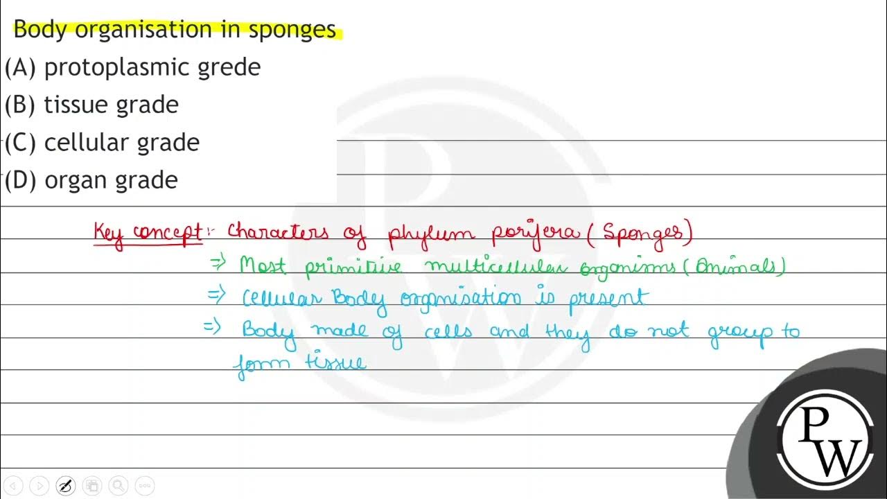 Body organisation in sponges (A) protoplasmic grede (B) tissue grade (C
