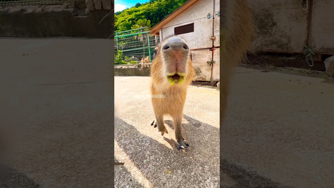 A Little Scary 😨 Capybara 💦 - YouTube