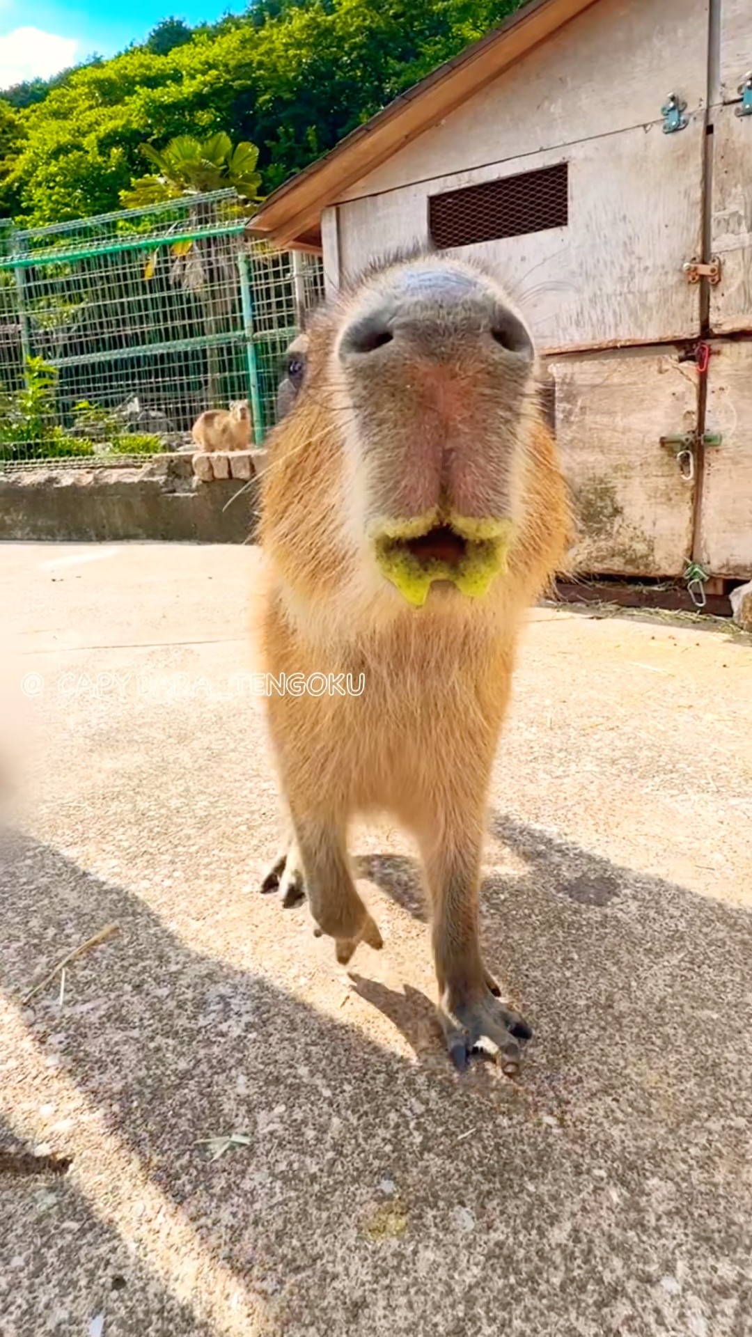カピバラの哀愁 カピバラの哀愁 A Little Scary 😨 Capybara 💦 - YouTube