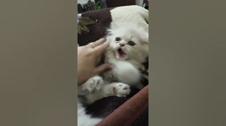 Video 11542571: persian cats kittens kitty, persian kitty cute cat, persian cat kitten love, cute little persian kittens, persian kitten enjoying, cats catlover kitten