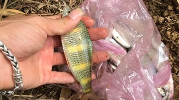 Câu Cá Mương | Tập 1 | Giật Cá Mỏi Tay | Câu Vlog / Go fishing