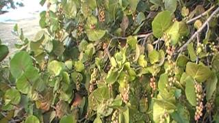 Harvesting Sea Grapes at Picnic Island Beach