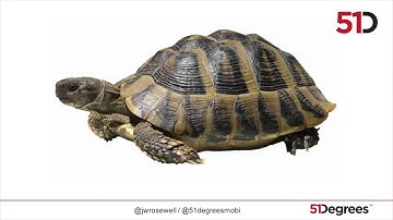 James Rosewell, 51Degrees Device Detection Explained