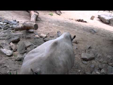 Rhino farts