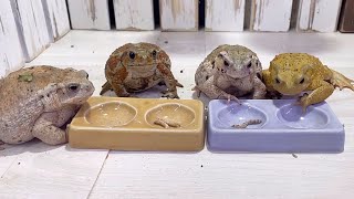 This is what happens when toads eat together in a row (lol).