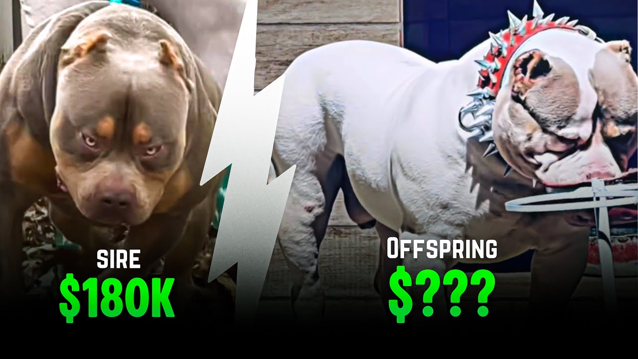 Son Of The $180K Stud Is An Absolute MONSTER