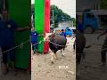 গরুও না মহিষও না, নাম হলো তার: গয়াল। #gayal #angry #biggestbull #qurbani #farming #strongbull