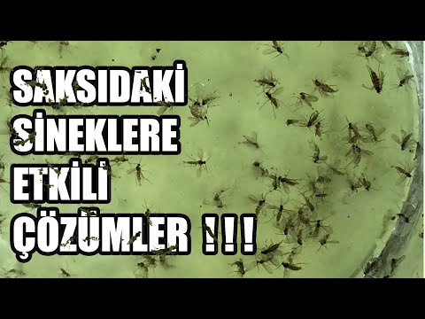 Saksıdaki Küçük Siyah Sinekler ile Mücadele (Sirke Sineği)